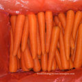 Top Quality of Fresh Chinese Carrot